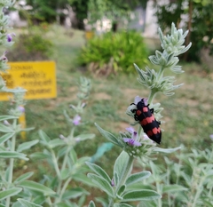 Hycleus biundulatus