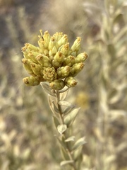 Helichrysum uninervium