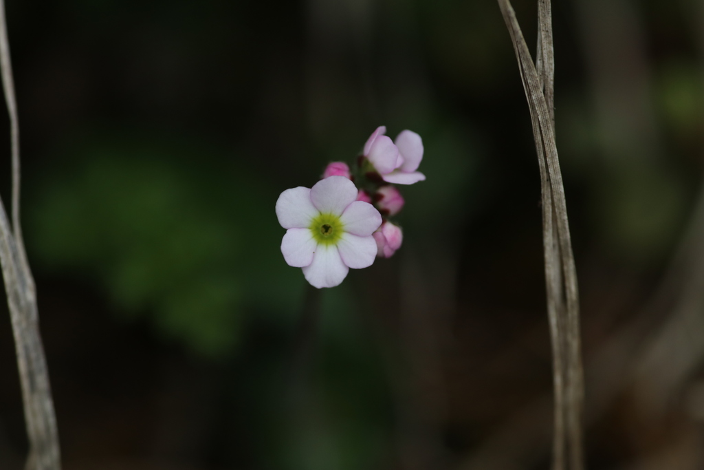 Androsace laxa