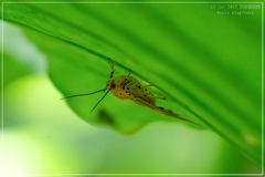 Asota plaginota