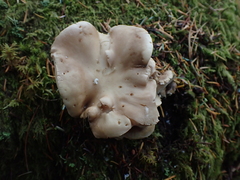 Osteina obducta