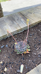 Echeveria pulidonis