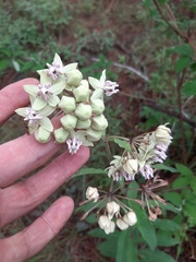 Asclepias auriculata