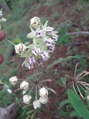 Asclepias auriculata
