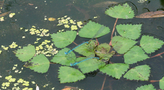 Paracercion plagiosum