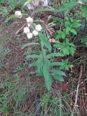Asclepias auriculata