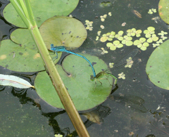 Paracercion plagiosum