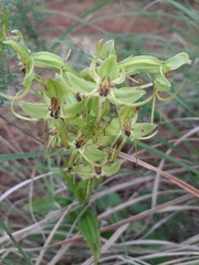 Habenaria jaliscana