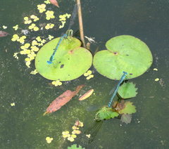 Paracercion plagiosum