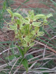 Habenaria jaliscana