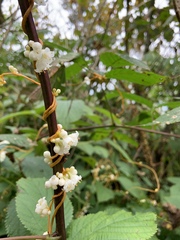 Cuscuta rostrata