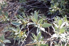 Salix orestera