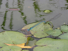 Paracercion plagiosum