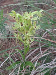 Habenaria jaliscana