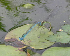 Paracercion plagiosum