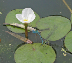 Paracercion plagiosum