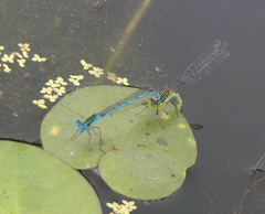 Paracercion plagiosum