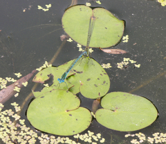 Paracercion plagiosum