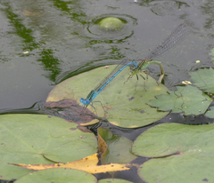 Paracercion plagiosum