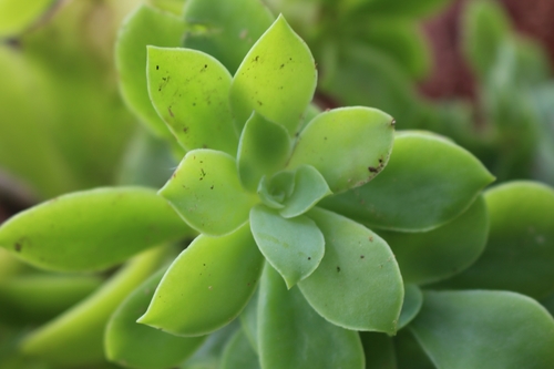 Echeveria australis