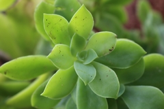 Echeveria australis image