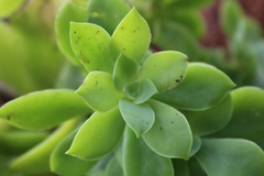 Image of Echeveria australis