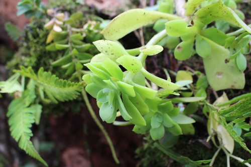 Image of Echeveria australis by no rights reserved