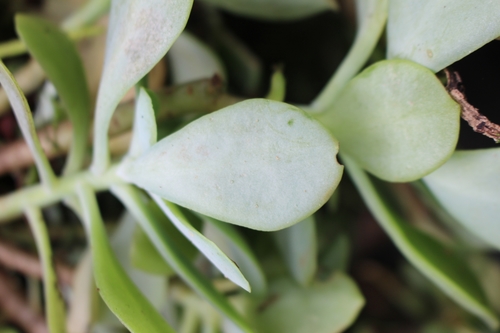 Image of Echeveria australis by no rights reserved