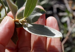 Salix orestera