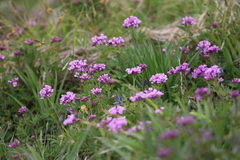 Cardamine tangutorum