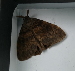Lymantria ampla
