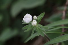 Anemone taipaiensis
