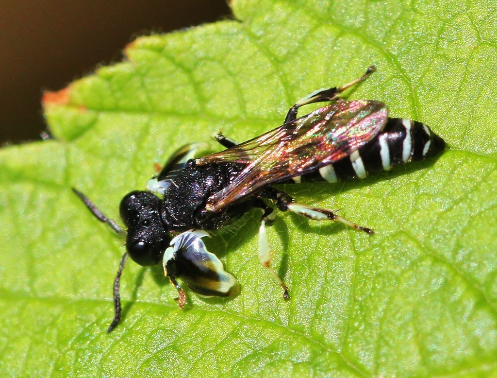 Shield-handed Wasps