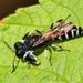 Shield-handed Wasps - Photo (c) Denis Doucet, some rights reserved (CC BY-NC), uploaded by Denis Doucet