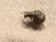 Pseudocneorhinus bifasciatus