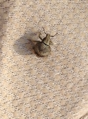 Pseudocneorhinus bifasciatus