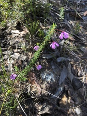 Tetratheca ericifolia