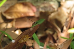 Gasteruption albicuspis