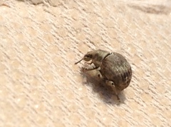 Pseudocneorhinus bifasciatus