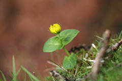 Doronicum gansuense