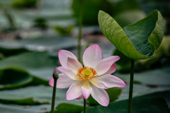 Nelumbo nucifera