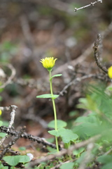 Doronicum gansuense