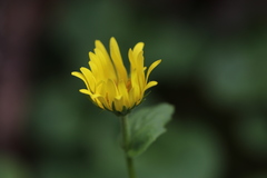 Doronicum gansuense
