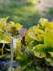 Latrodectus geometricus