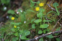 Doronicum gansuense