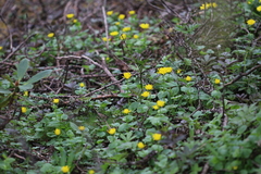 Doronicum gansuense