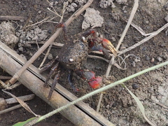 Neosarmatium asiaticum