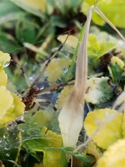 Latrodectus geometricus