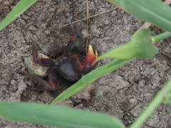 Neosarmatium asiaticum