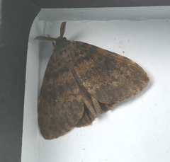 Lymantria ampla